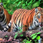 Ignoring own orders, Supreme Court has kept case in limbo since 2018 | India News